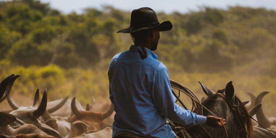 Llanero arreando ganado en los Llanos